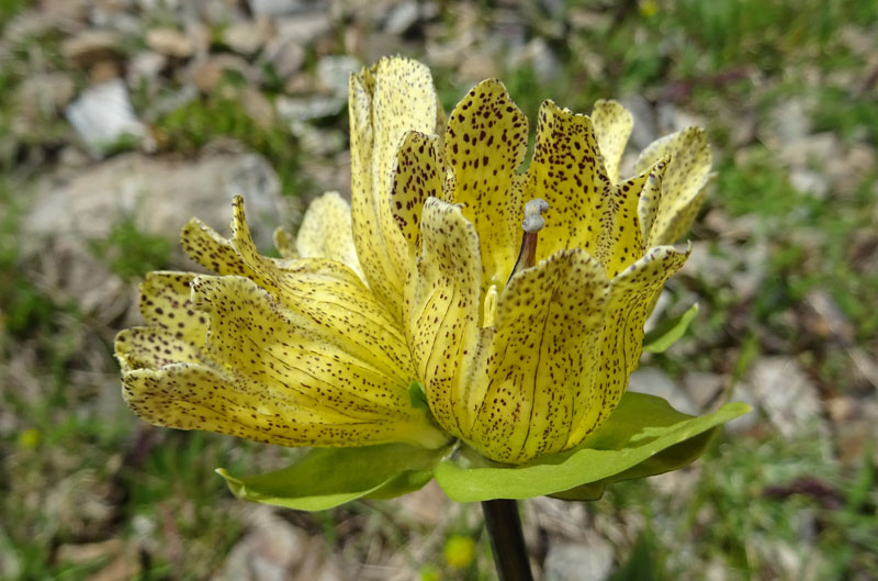 Gentiana punctata